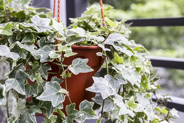 Casa e jardim conceito de planta de hera inglesa no pote na varanda — Fotografia de Stock