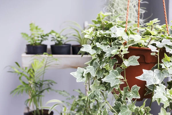 Casa e jardim conceito de planta de hera inglesa no pote na varanda — Fotografia de Stock