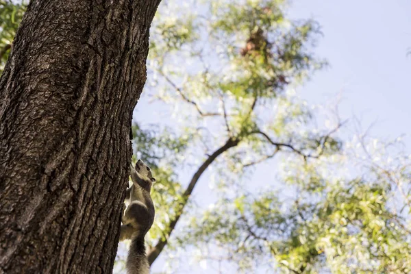 Gray squirrel on the big tree in the garden with copy space — Stock Photo, Image