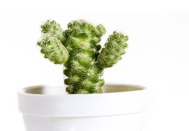 Mammillaria gracilis kaktüs tencerede beyaz arka plan üzerinde izole