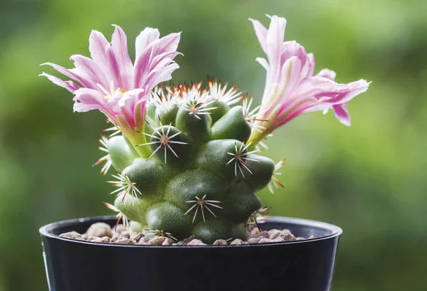 Mammillaria schumannii cactus flower in pot — Stock Photo, Image