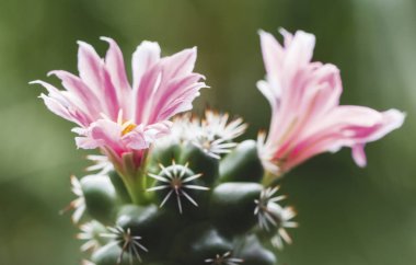 Mammillaria schumannii kaktüs çiçeği