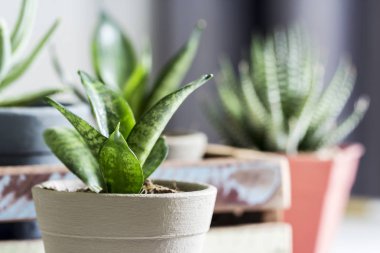 Sansevieria trifasciata or Snake plant in pot at home clipart