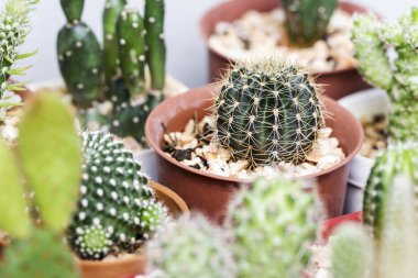 Tencerede Lobivia kaktüs