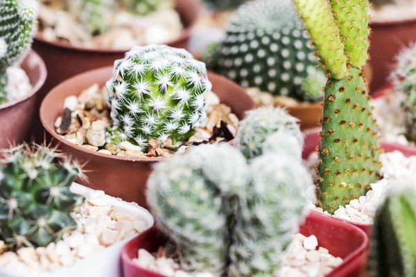 Mammillaria humboldtii kaktüs tencerede