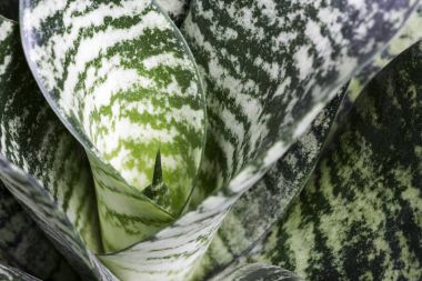  Makro sansevieria trifasciata ya da yılan bitki ya da etli bitki