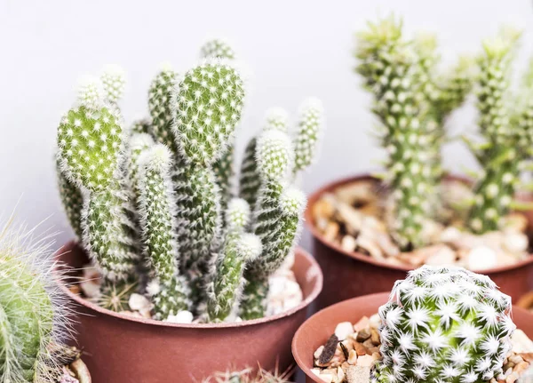 Opuntia cactus en maceta — Foto de Stock