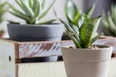 Sansevieria trifasciata ya da Yılan bitkisi evde