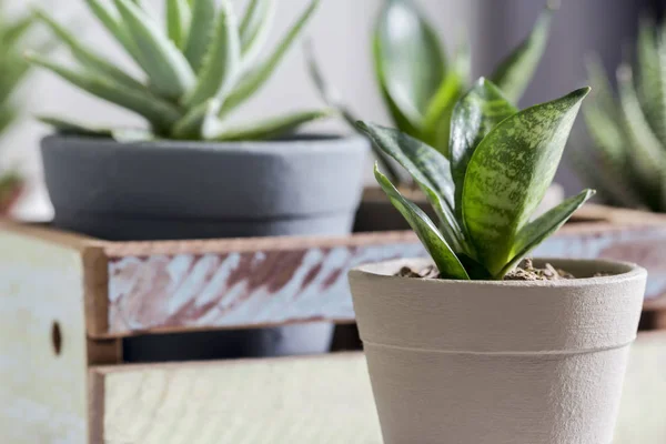 Sansevieria trifasciata ya da Yılan bitkisi evde