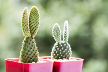 Opuntia kaktüs tencere kopya alanı ile