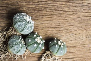 Kopya alanı ile ahşap üzerine Astrophytum asterias ve nudum kaktüs