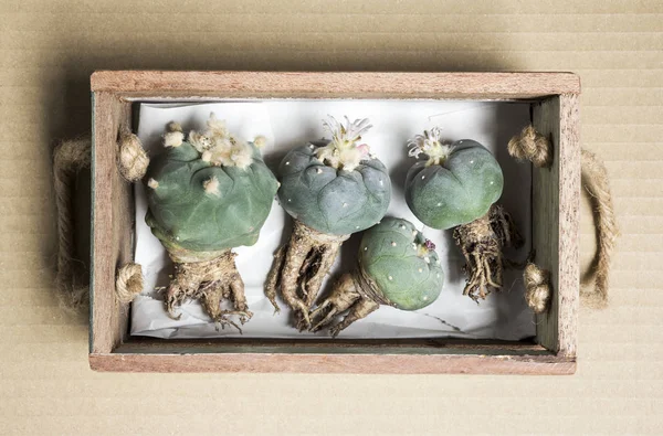 Cactus lophophora i trä låda på brunt papper — Stockfoto