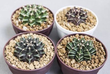 Tencere Gymnocalycium kaktüs