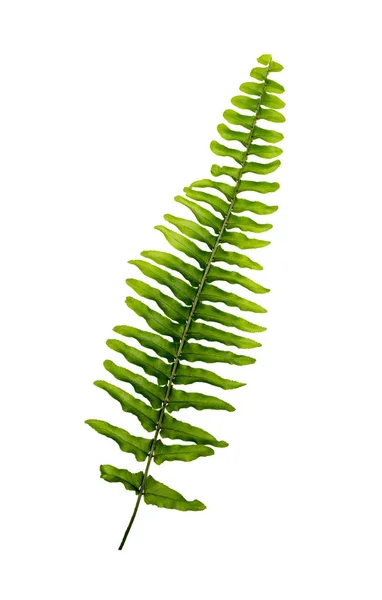 Boston fern izole üzerinde beyaz arka plan bırakır — Stok fotoğraf