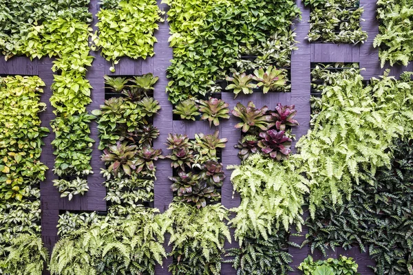 Decoração de parede de jardim vertical — Fotografia de Stock