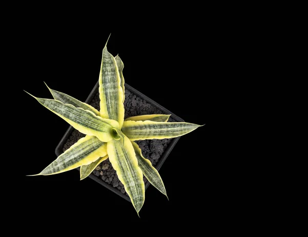 Sansevieria trifasciata o planta de serpiente en maceta aislada sobre fondo negro con camino de recorte —  Fotos de Stock