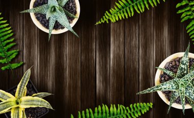 Home and garden concept of top view air plant on wood background with copy space flat lay style clipart
