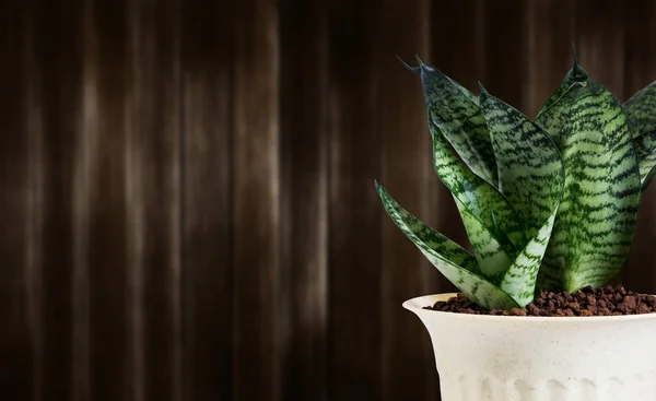 Sansevieria trifasciata o planta de serpiente en maceta sobre fondo de madera — Foto de Stock