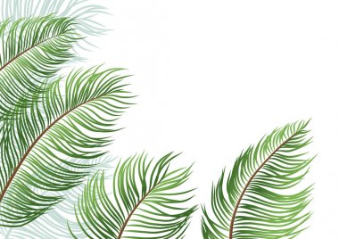 Beyaz arka plan vektör illüstrasyon izole palmiye yaprakları