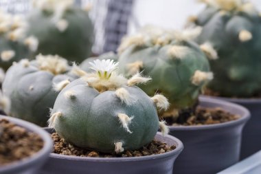 Makro kaktüs çiçek lophophora williamsii var. texana