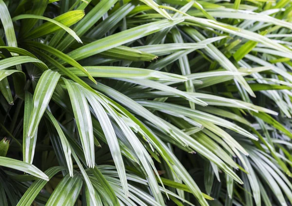 Rhapis excelsa ou Lady palm dans le jardin — Photo