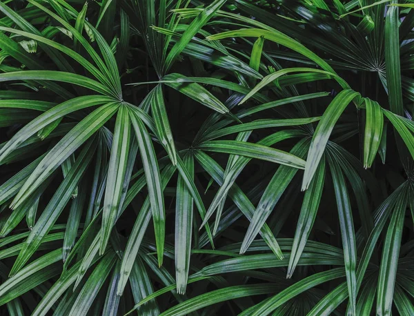 Rhapis excelsa vagy Lady palm a kertben — Stock Fotó
