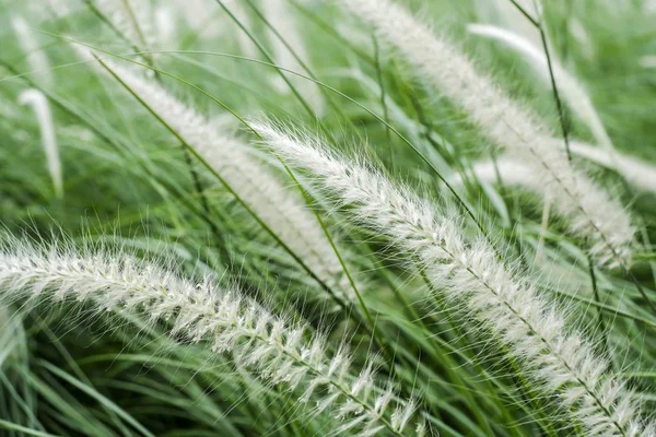 De bloemen van het gras in de tuin. Yaa khachon chop. — Stockfoto