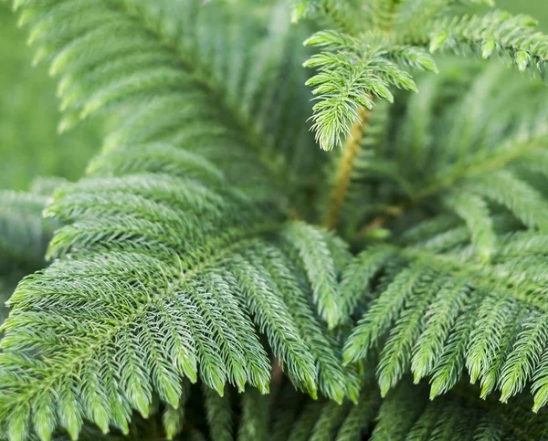 Dennenboom in de tuin — Stockfoto