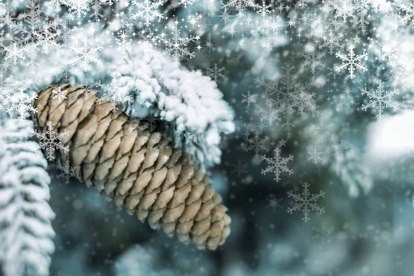 Natal design de fundo de pinho cone no inverno com floco de neve — Fotografia de Stock