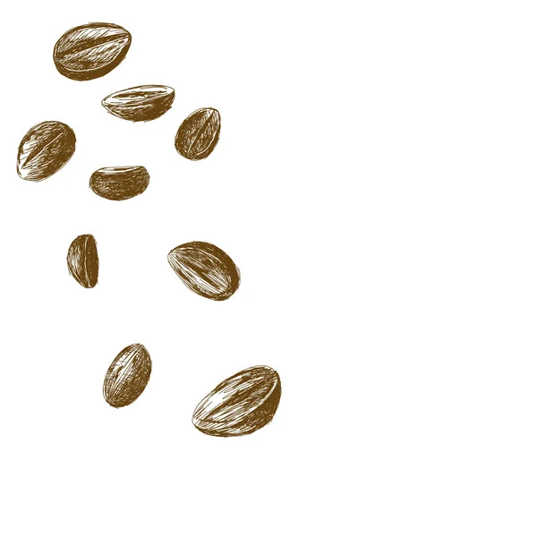Sketsa biji kopi diisolasi pada gambar vektor latar belakang putih - Stok Vektor