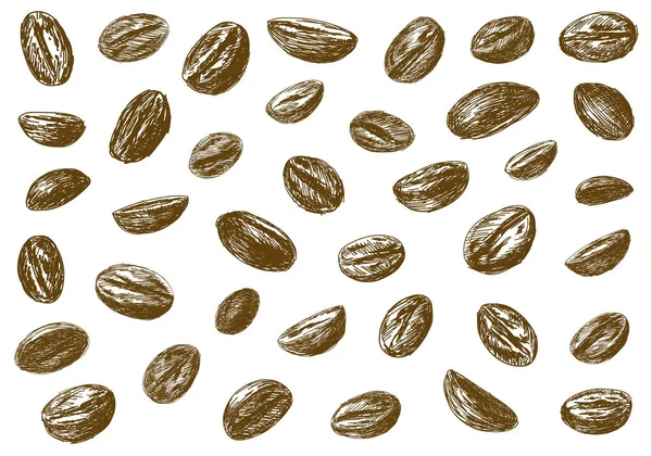 Café grains croquis isolé sur fond blanc illustration vectorielle — Image vectorielle