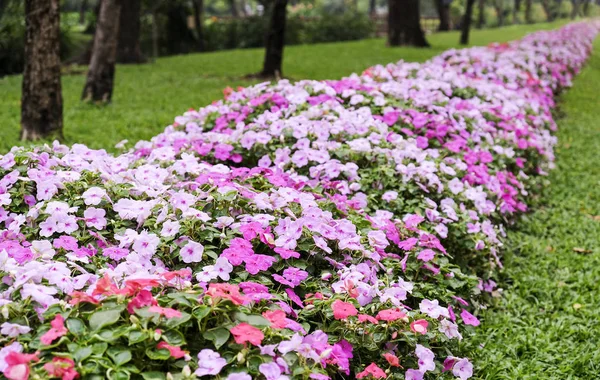 Fiori rosa in giardino — Foto Stock