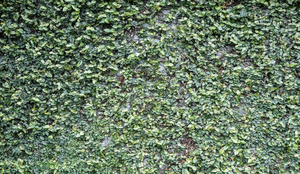 Ficus pumila sobre fondo de textura de pared — Foto de Stock