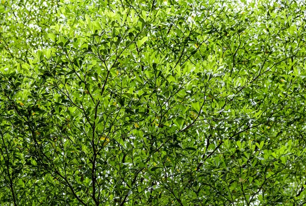 Hojas de almendras de costa verde marfil en el jardín — Foto de Stock