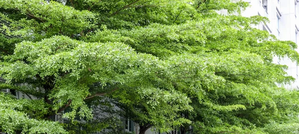 Almendro verde de marfil en la ciudad — Foto de Stock