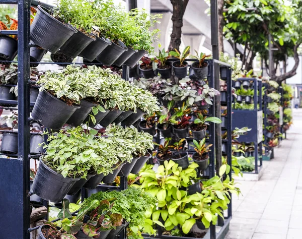 Vertikale Gartendekoration in der Stadt — Stockfoto