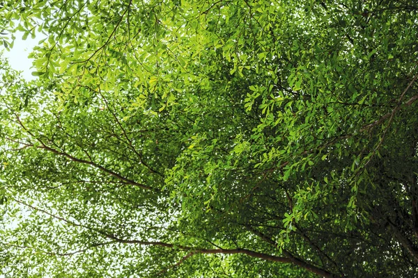 Grön Elfenbenskusten mandel lämnar i trädgården — Stockfoto