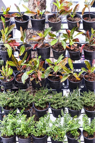 Vertikale Gartendekoration in der Stadt — Stockfoto