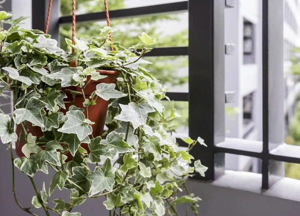 Haus und Garten Konzept der englischen Efeu-Pflanze im Topf auf dem Balco — Stockfoto