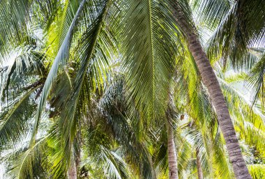 Kumsalda hindistan cevizi ağacı