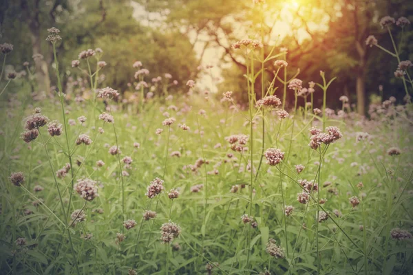 日光と庭の花はピンク — ストック写真