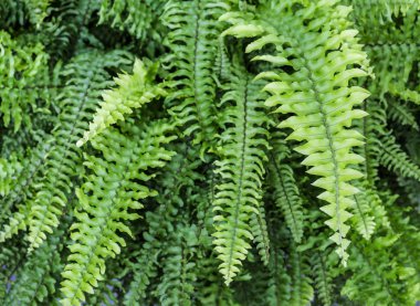 arka plan eğreltiotu yaprakları