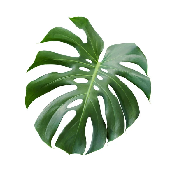 Monstera deliciosa folha tropical isolada em fundo branco com caminho de recorte — Fotografia de Stock