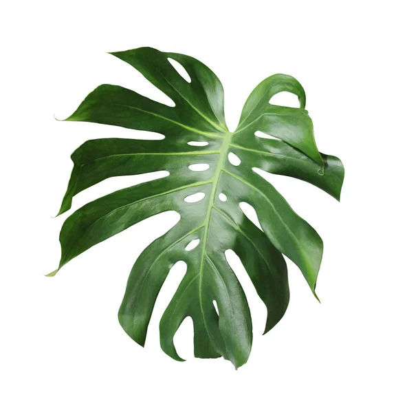 Monstera deliciosa tropical leaf isolated on white background with clipping path — Stock Photo, Image