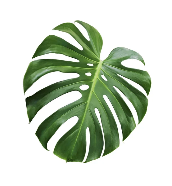 Monstera deliciosa tropisches Blatt isoliert auf weißem Hintergrund mit Clipping-Pfad — Stockfoto