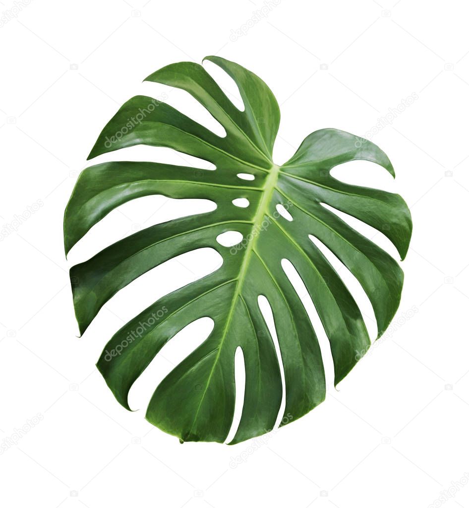 Monstera deliciosa tropical leaf isolated on white background with clipping path