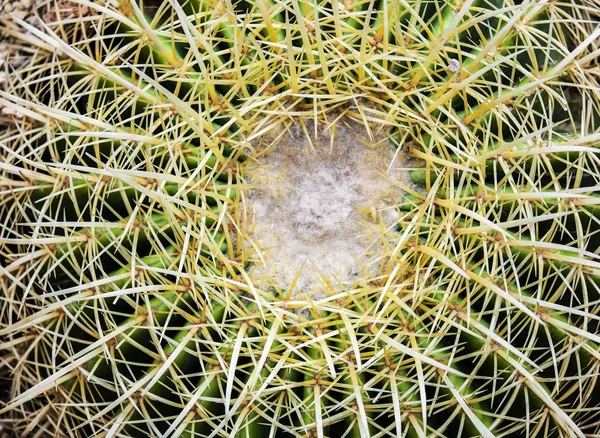 Macro cactus texture background — Stock Photo, Image
