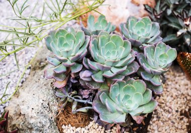 Bahçedeki sulu bitkiler.