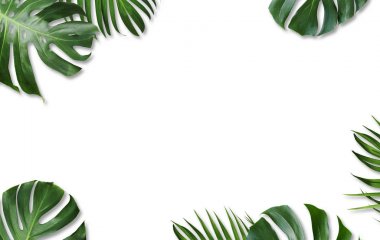 Monstera deliciosa ve sarı palm tropikal yaprak üzerinde izole beyaz arka plan