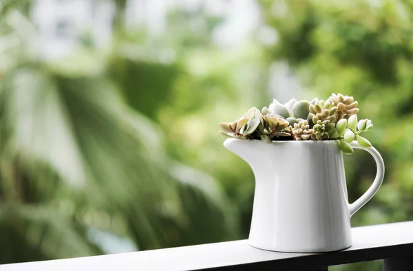 Conceito de casa e jardim de planta suculenta em jarra de cerâmica branca no terraço — Fotografia de Stock